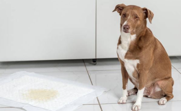 Why Is My Female Dog Leaking Urine While Lying Down