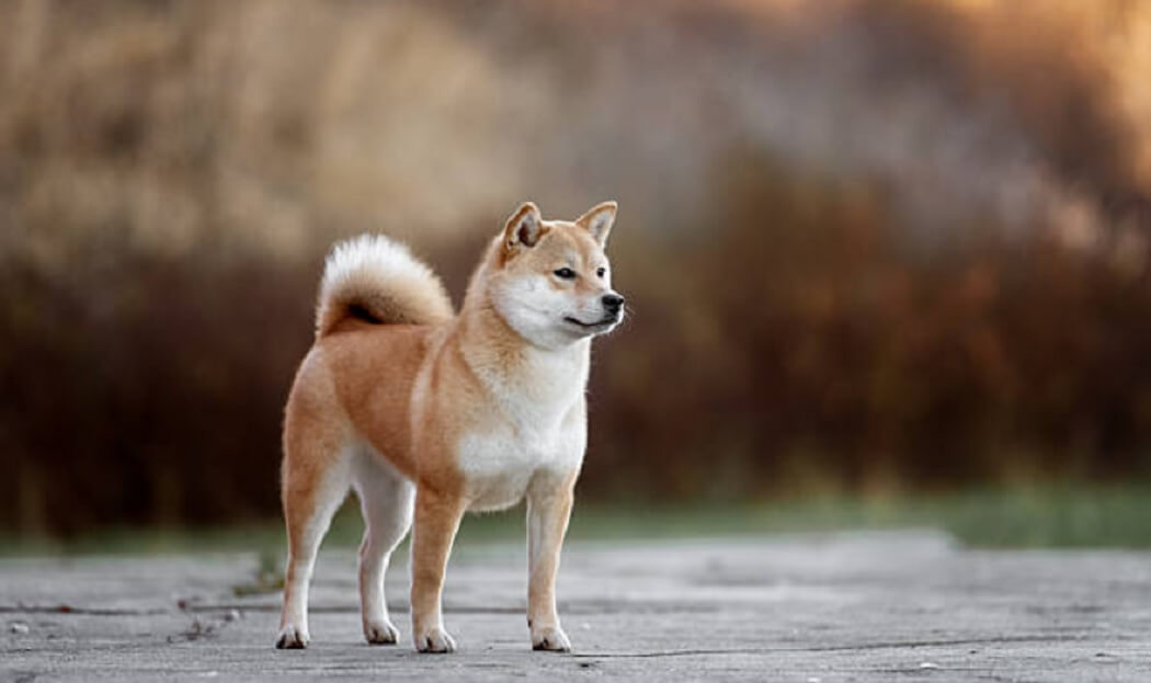 Most Loyal Akita Dog Breeds