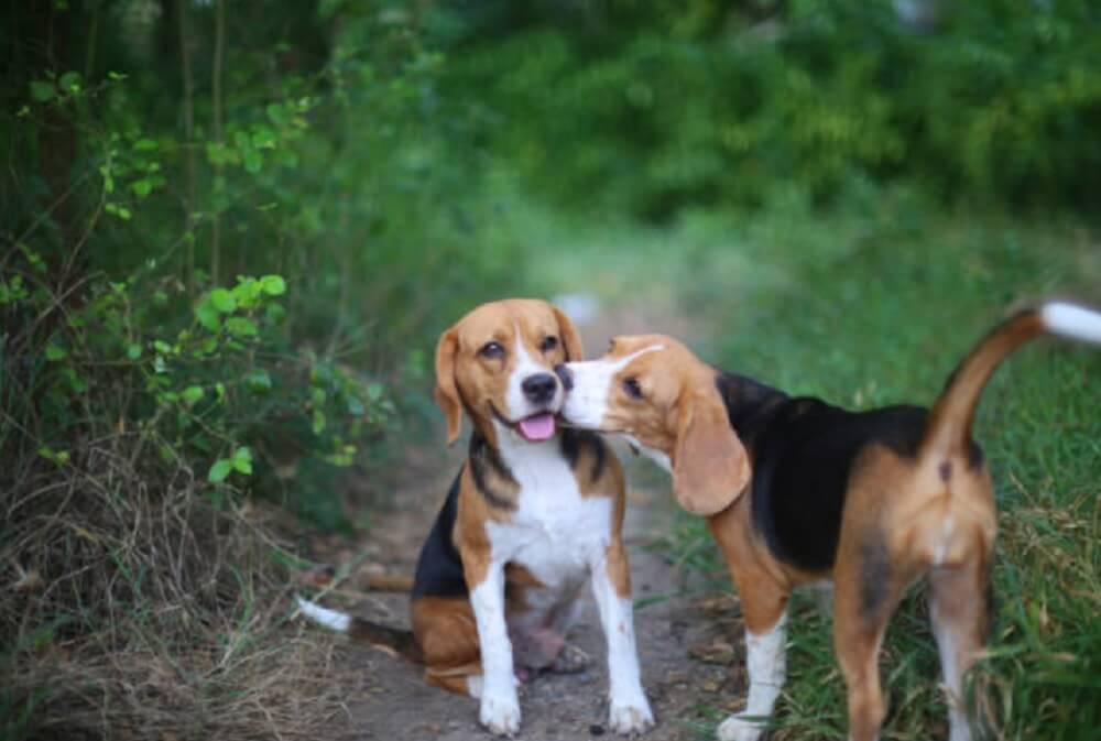 Most Loyal Beagle Dog Breeds