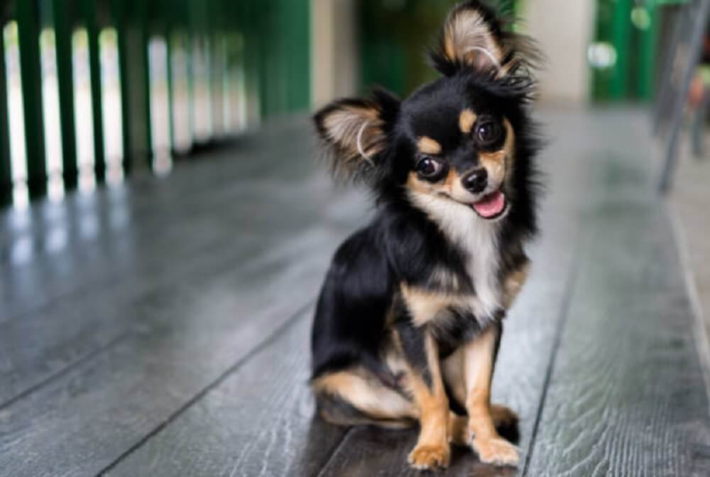 Most Loyal Chihuahua Dog Breeds