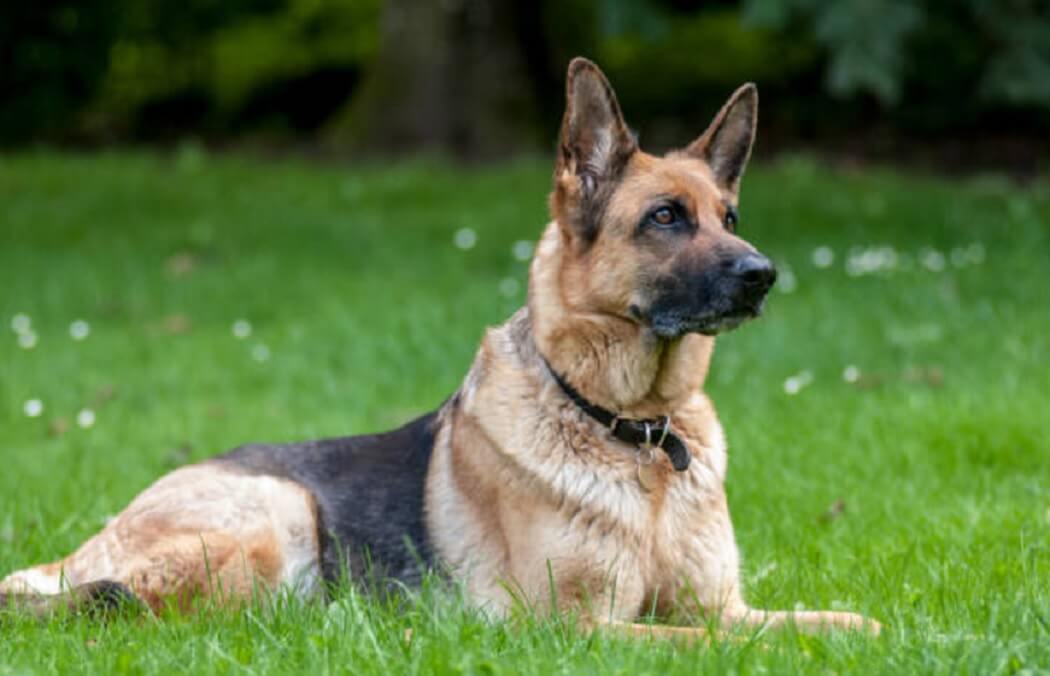 Most Loyal German-Shepherd Dog Breeds