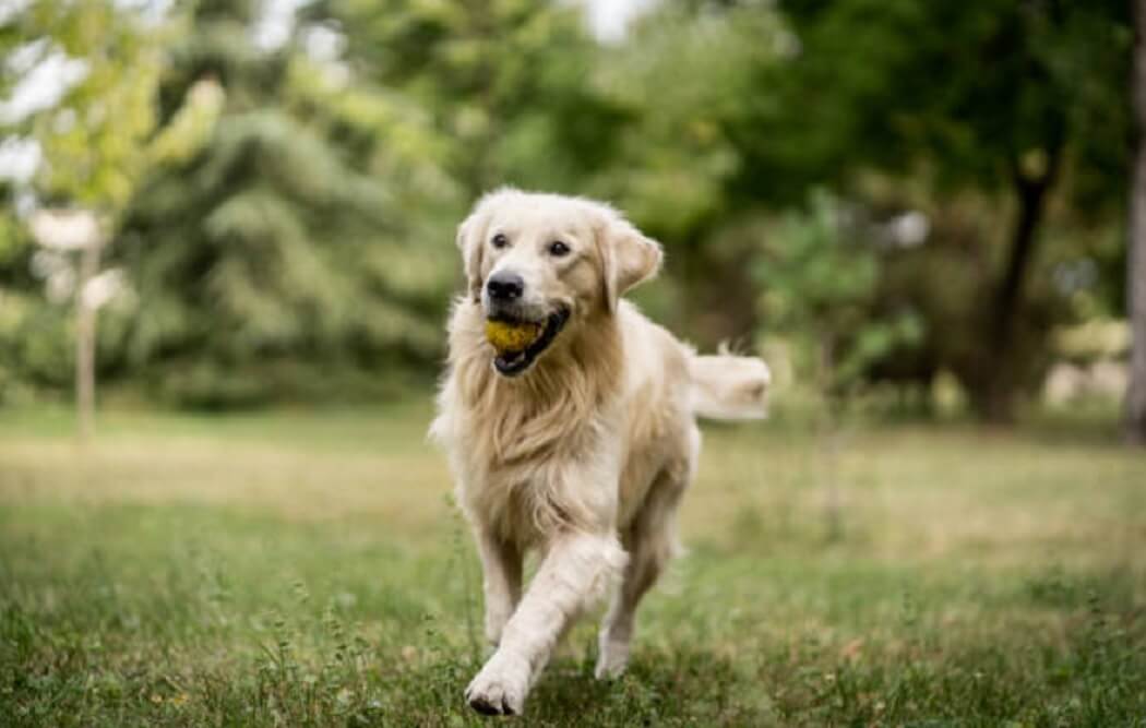 Most Loyal Golden Retriever Dog Breeds