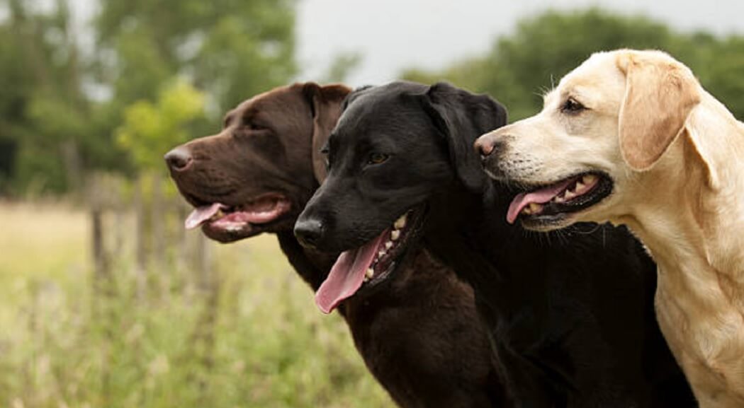 Most Loyal Labrador Retriever Dog Breeds