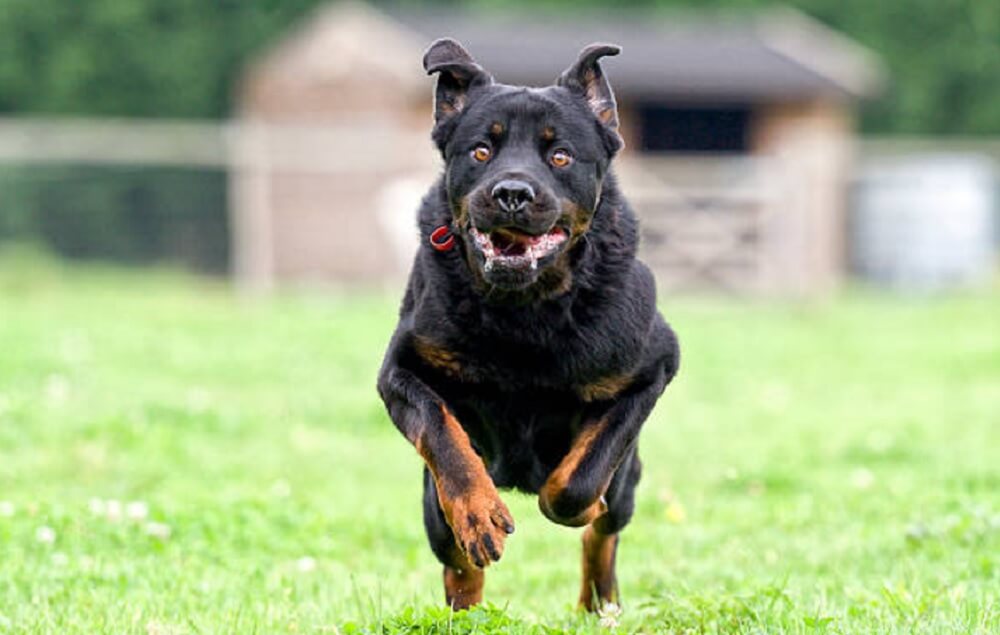 Most Loyal Rottweiler Dog Breeds