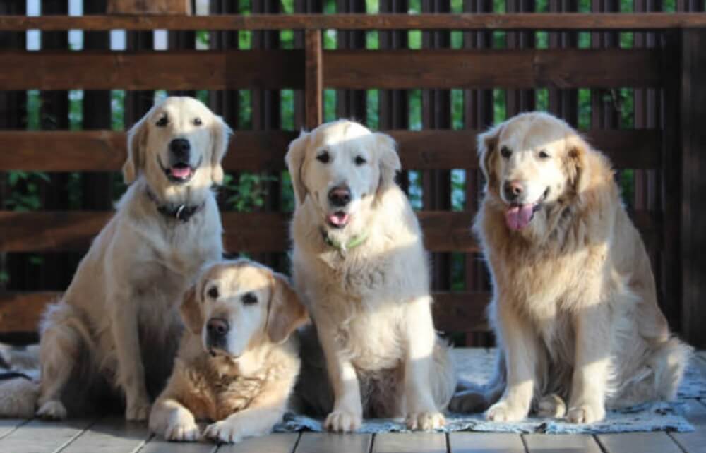 the most popular and beloved golden-retriever