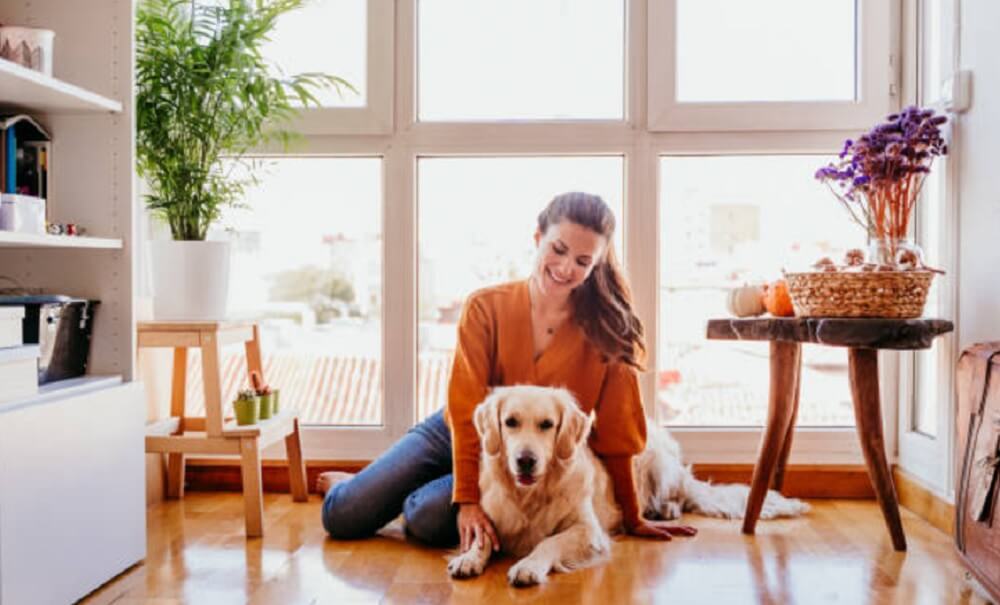 Travel plan with golden retriever dog 