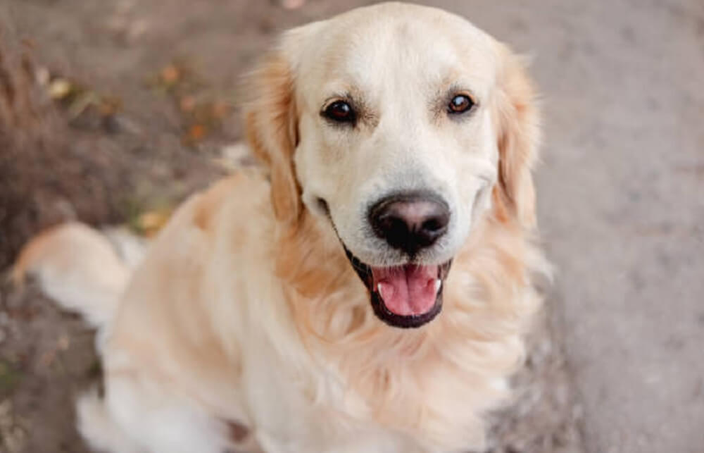 golden retriever the most beloved dog breeds in the world