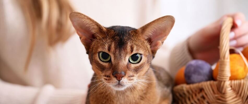 Abyssinian