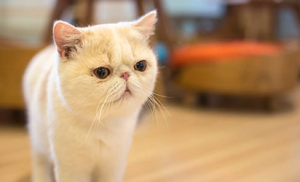 American Exotic Shorthair