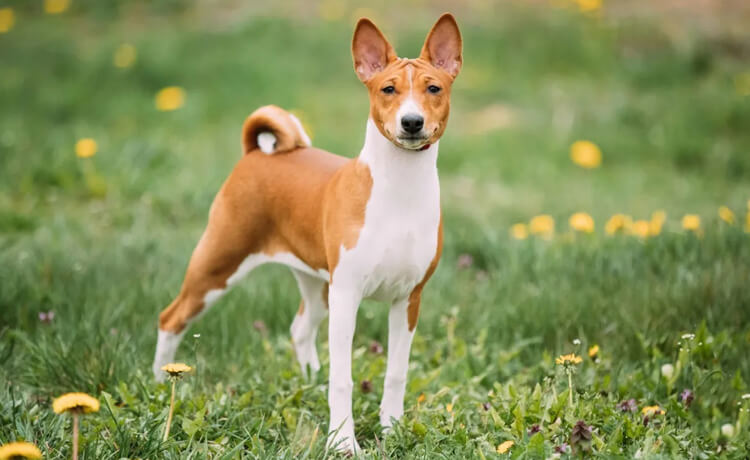 Basenji