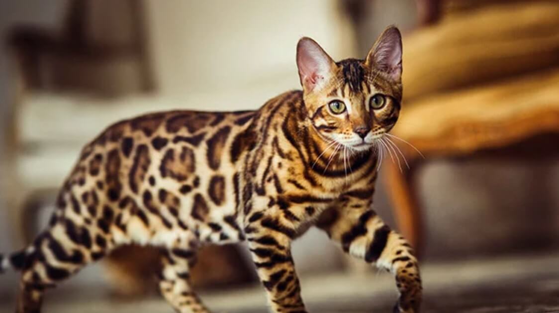 Bengal