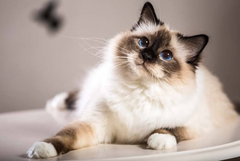 Birman