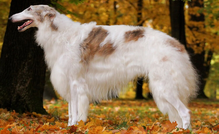 Borzoi