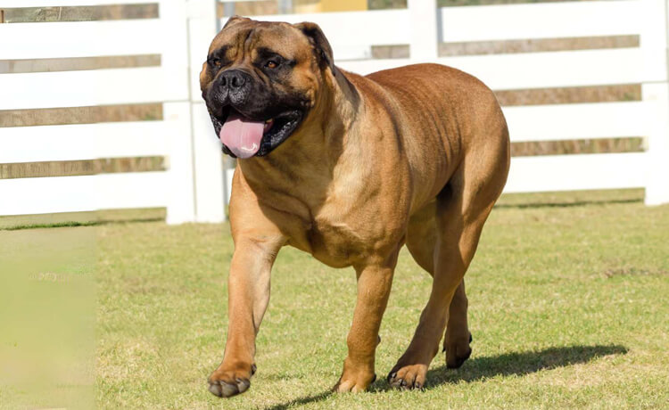 Bullmastiff