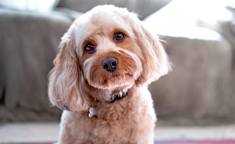 Cavapoo