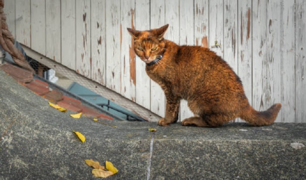 Chausie