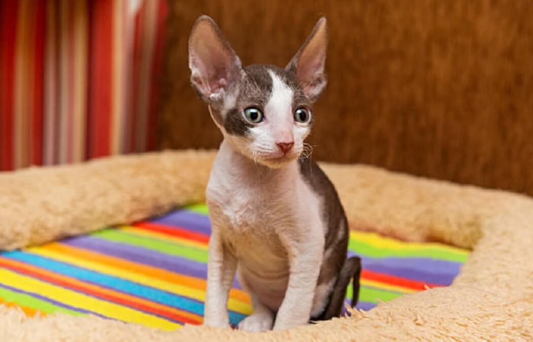 Cornish Rex