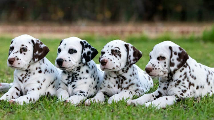 Dalmatians