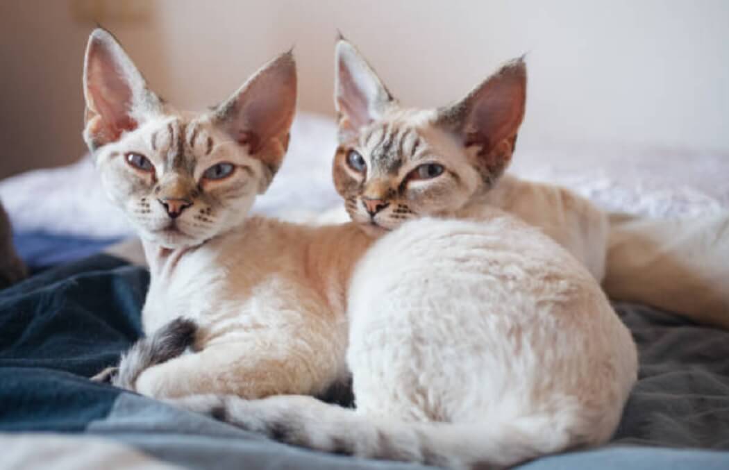 Devon Rex