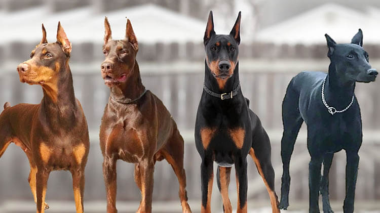 Dobermann