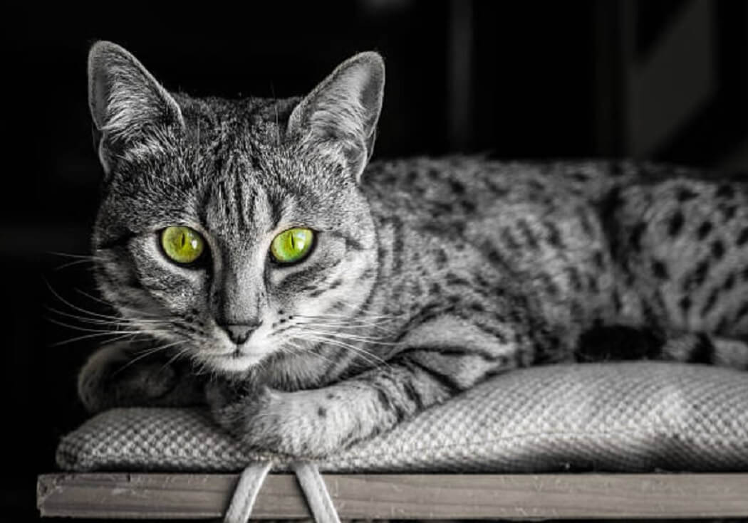 Egyptian Mau