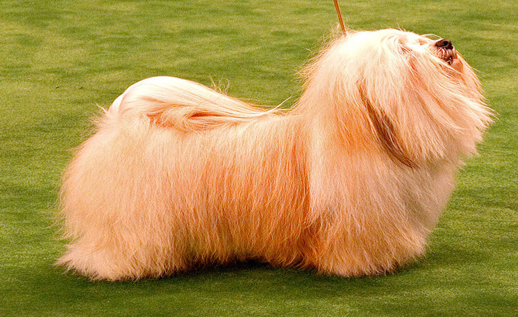 Havanese