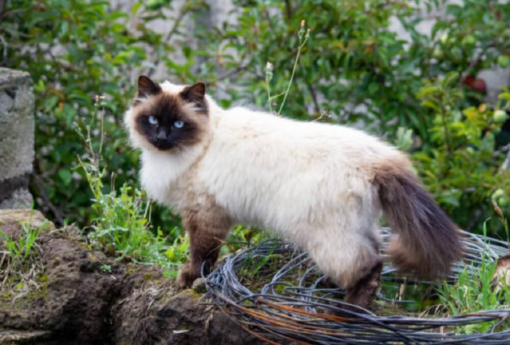 Himalayan