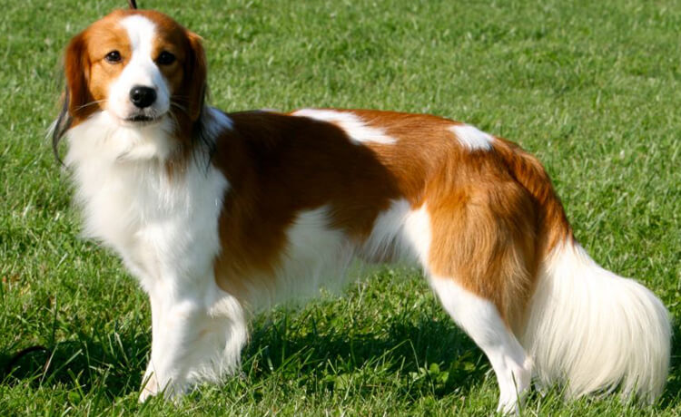 Kooikerhondje