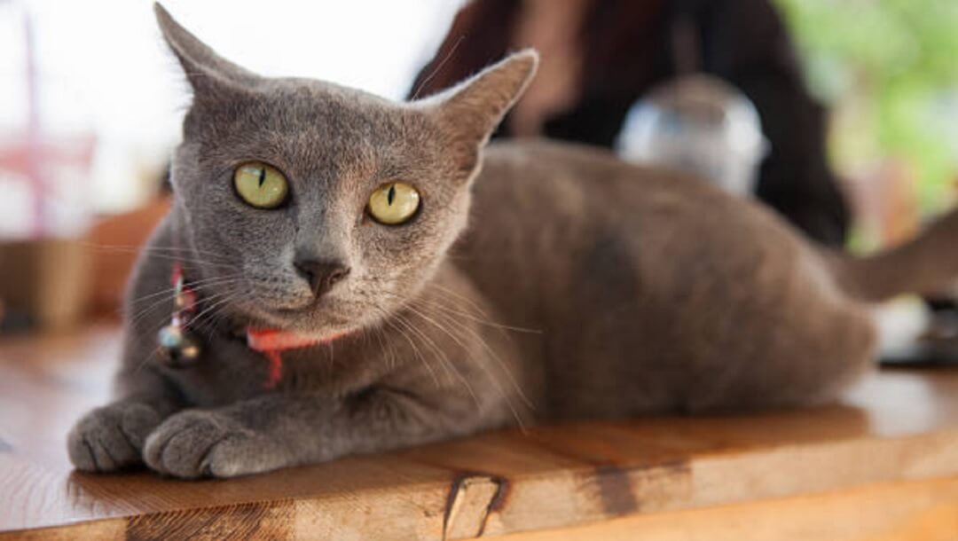 Korat