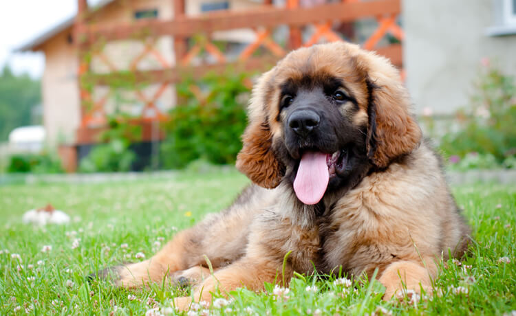 Leonberger