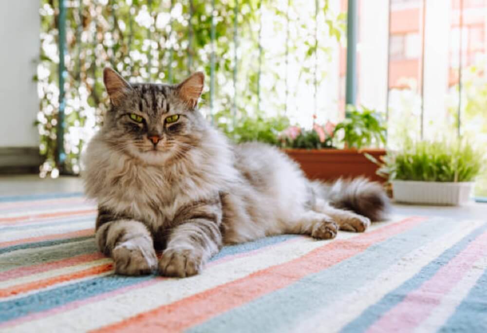 Maine Coon