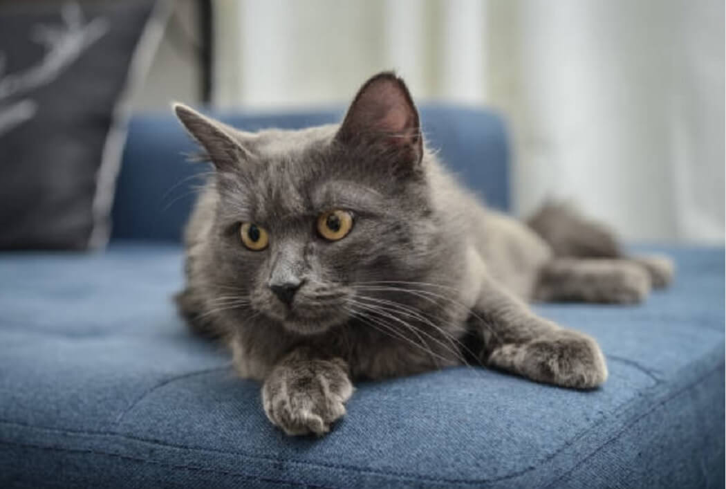 Nebelung