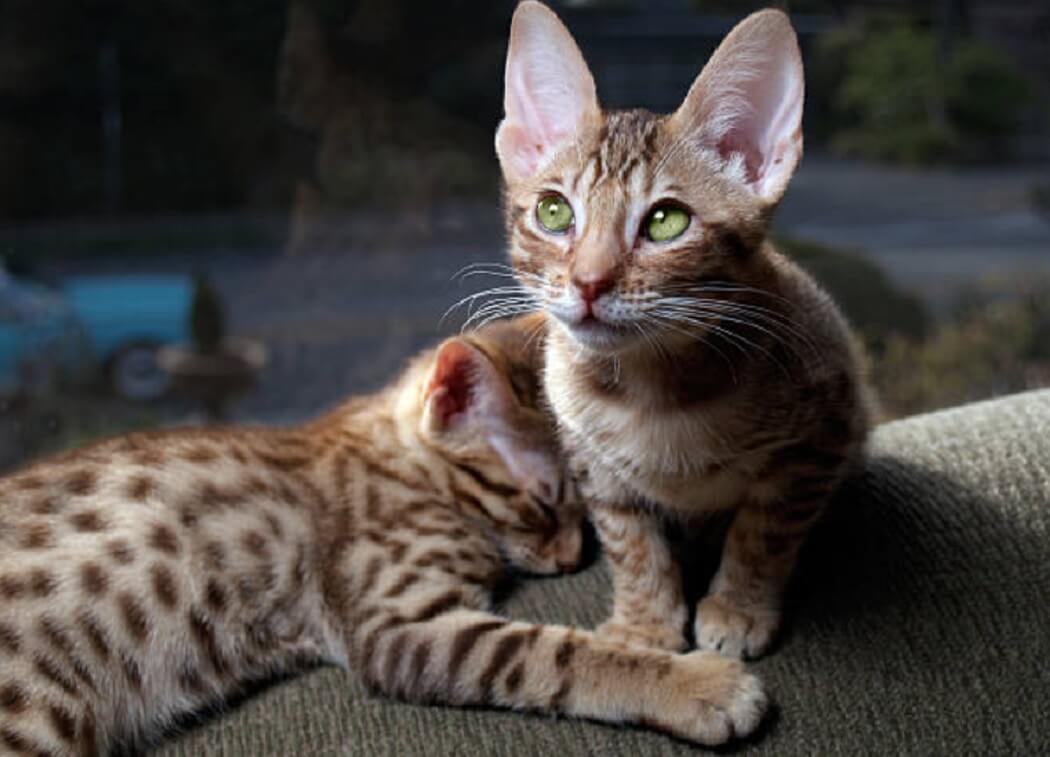 Ocicat