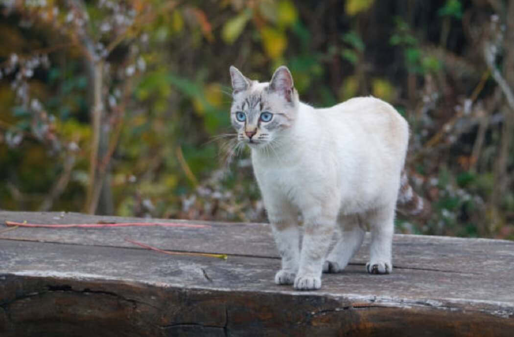 Ojos Azules