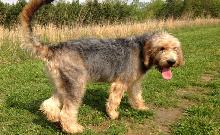 Otterhound