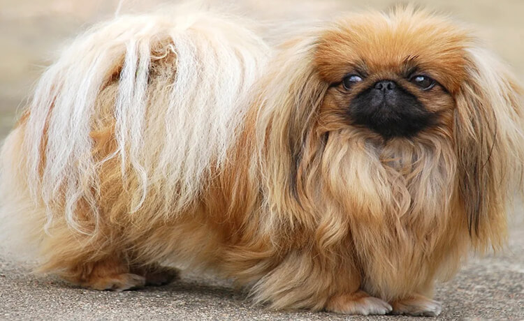  Pekingese