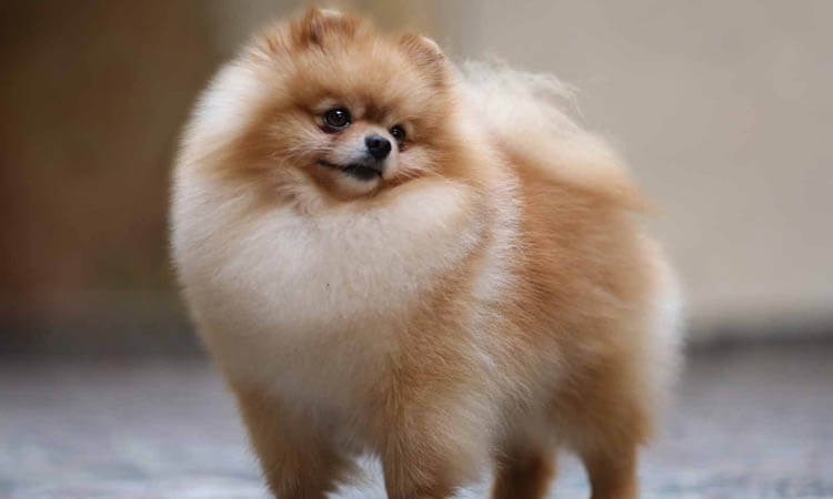 Pomeranian