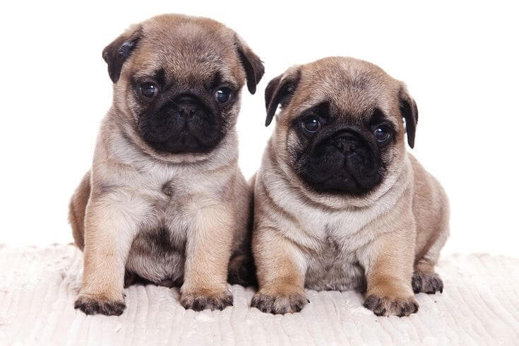 Pugs