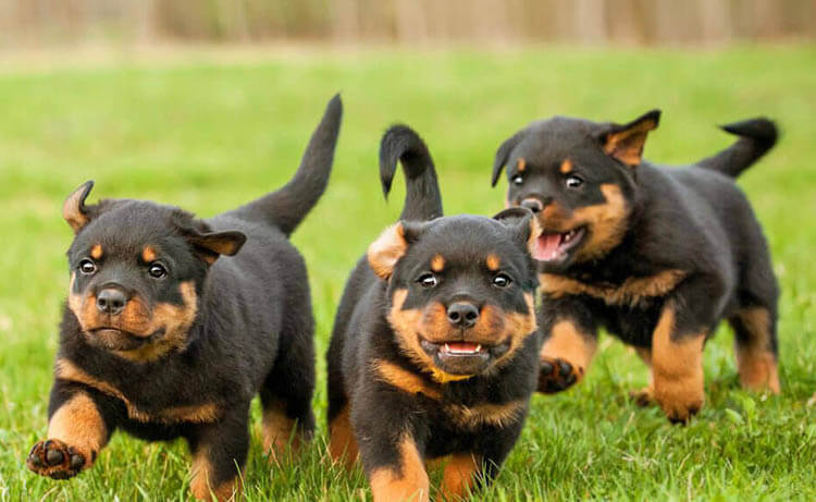 Rottweilers