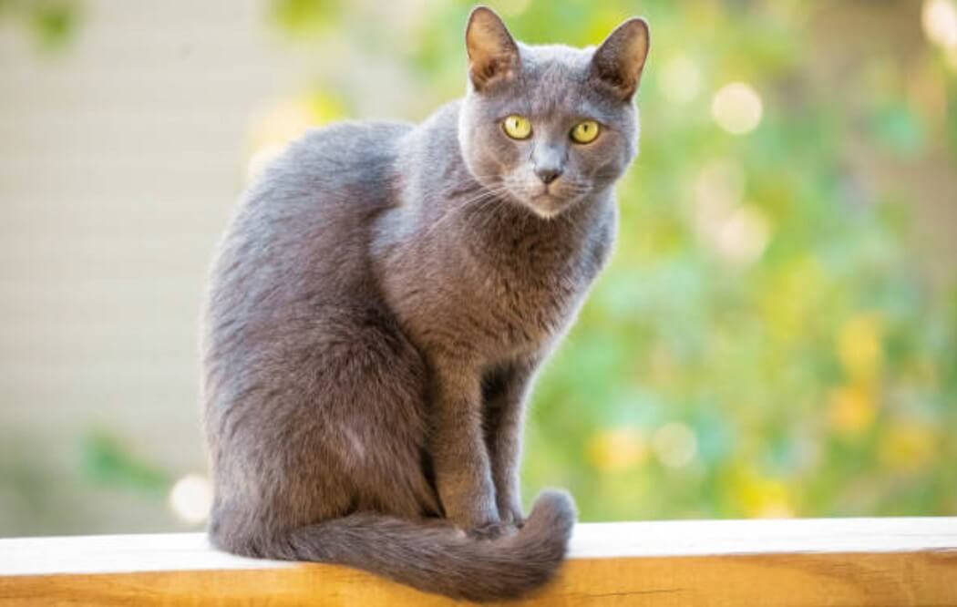 Russian Blue