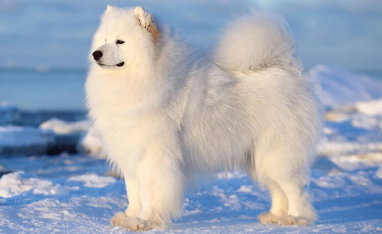 Samoyed