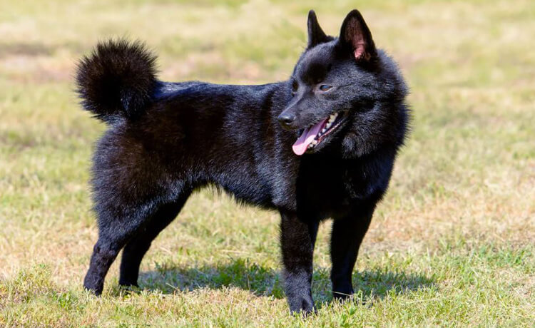 Schipperke