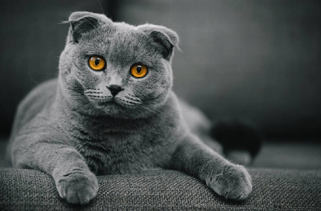 Scottish Fold