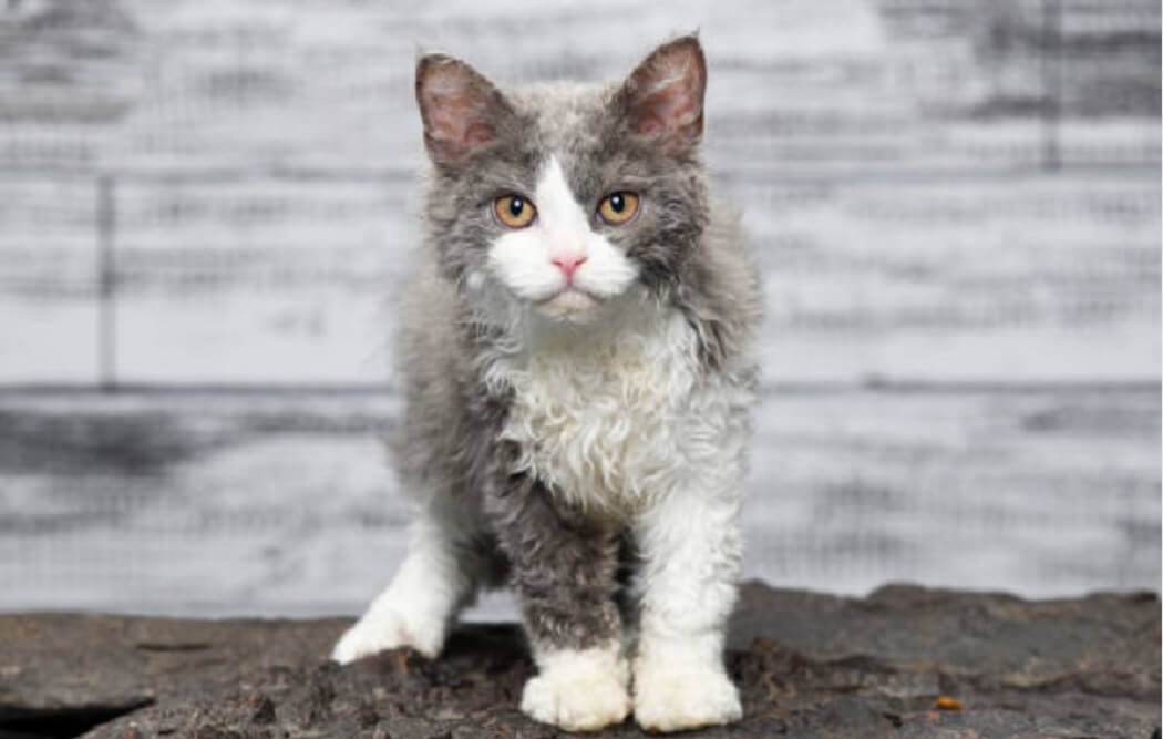 Selkirk Rex