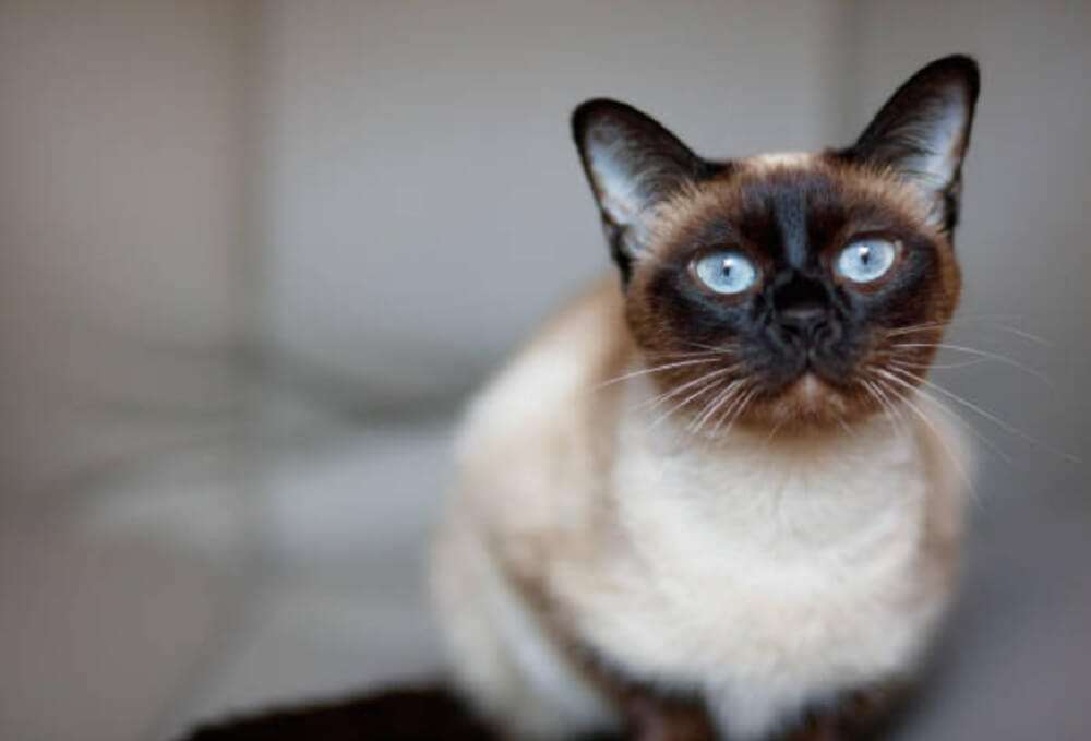 Siamese