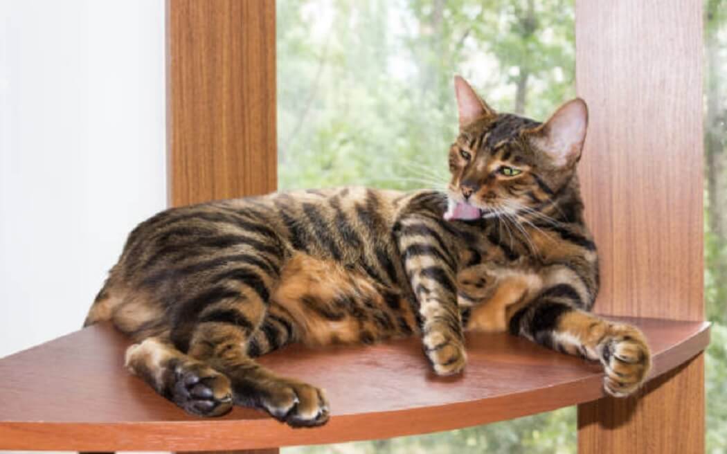 Toyger