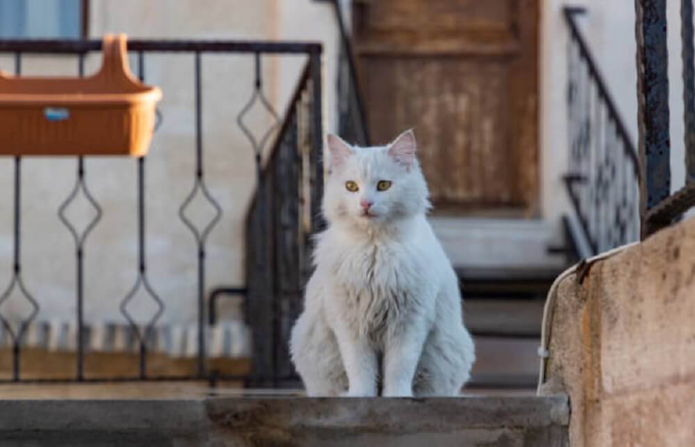 Turkish Angora