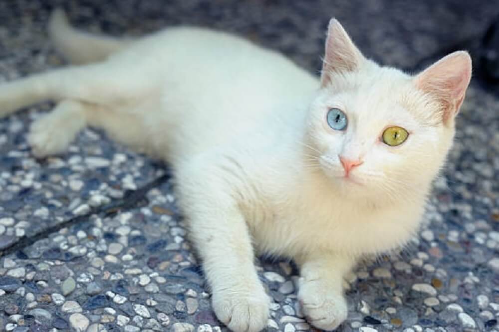 Turkish Van