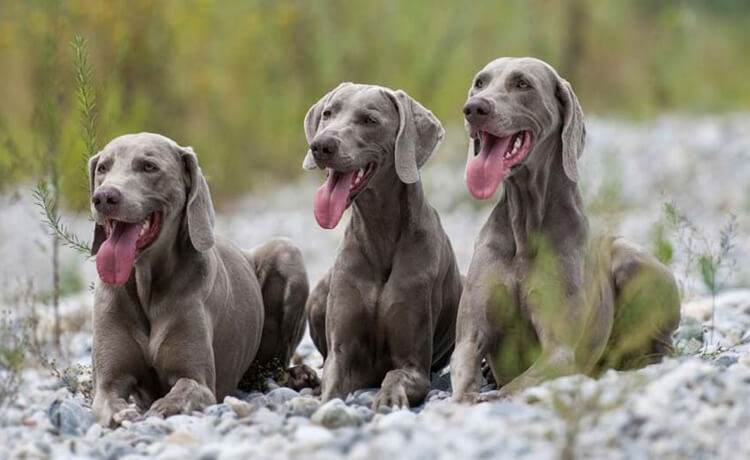  Weimaraner