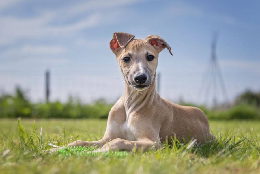  Whippet